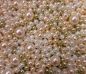 Preview: Flohmarkt: 200g  Glaswachs Perlen Mix   FL3210   6-12mm